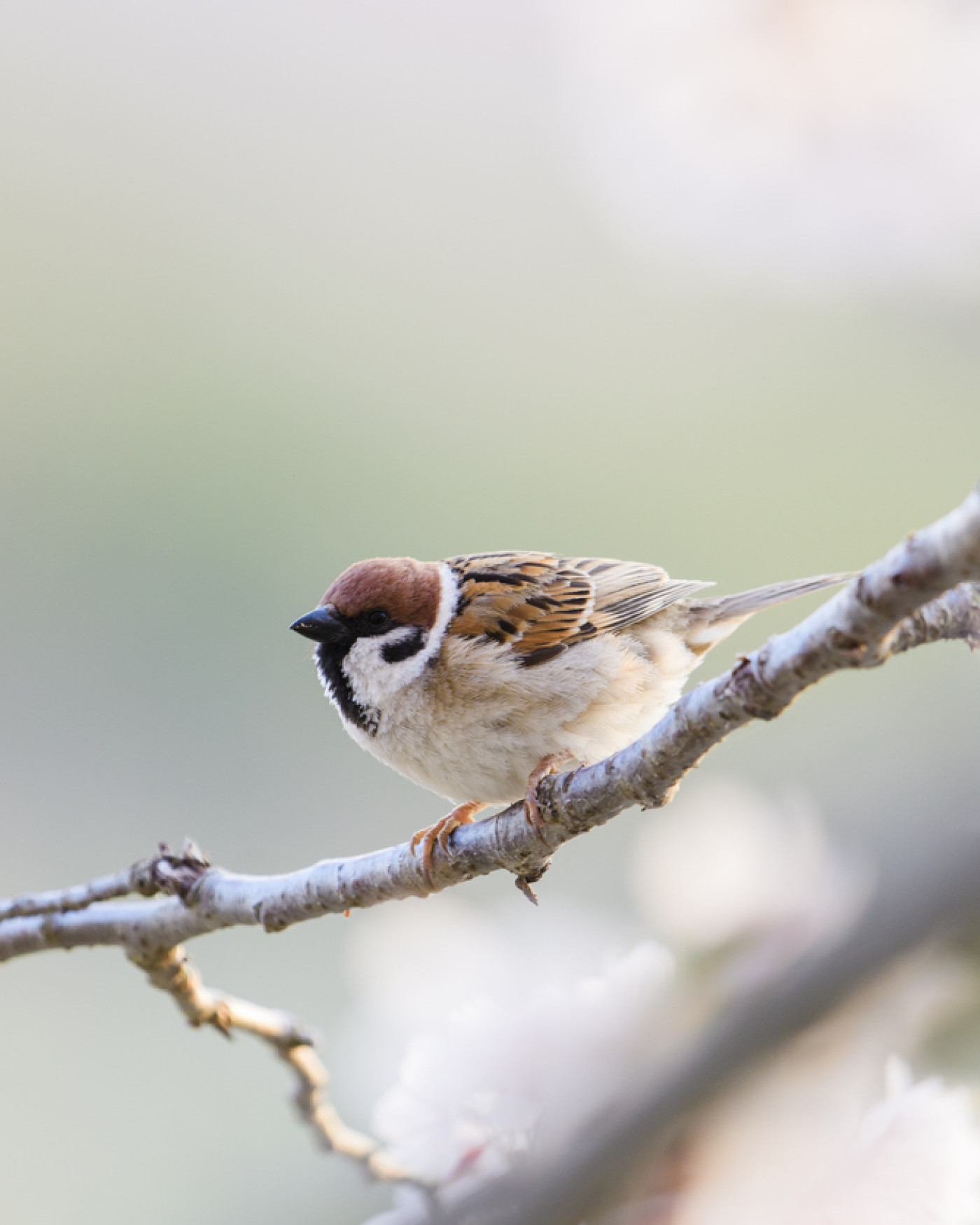 Sparrow on Cherry Blossom