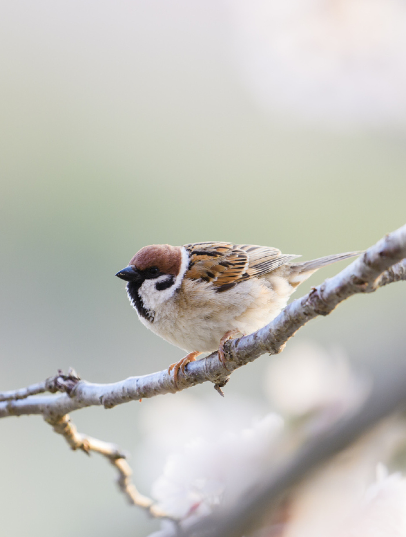 Sparrow on Cherry Blossom