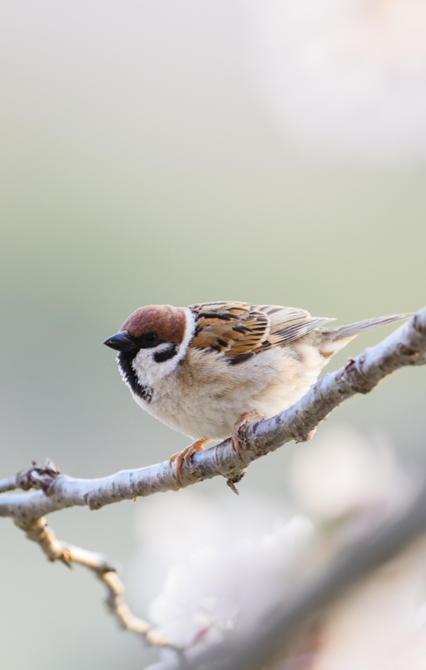 Sparrow on Cherry Blossom