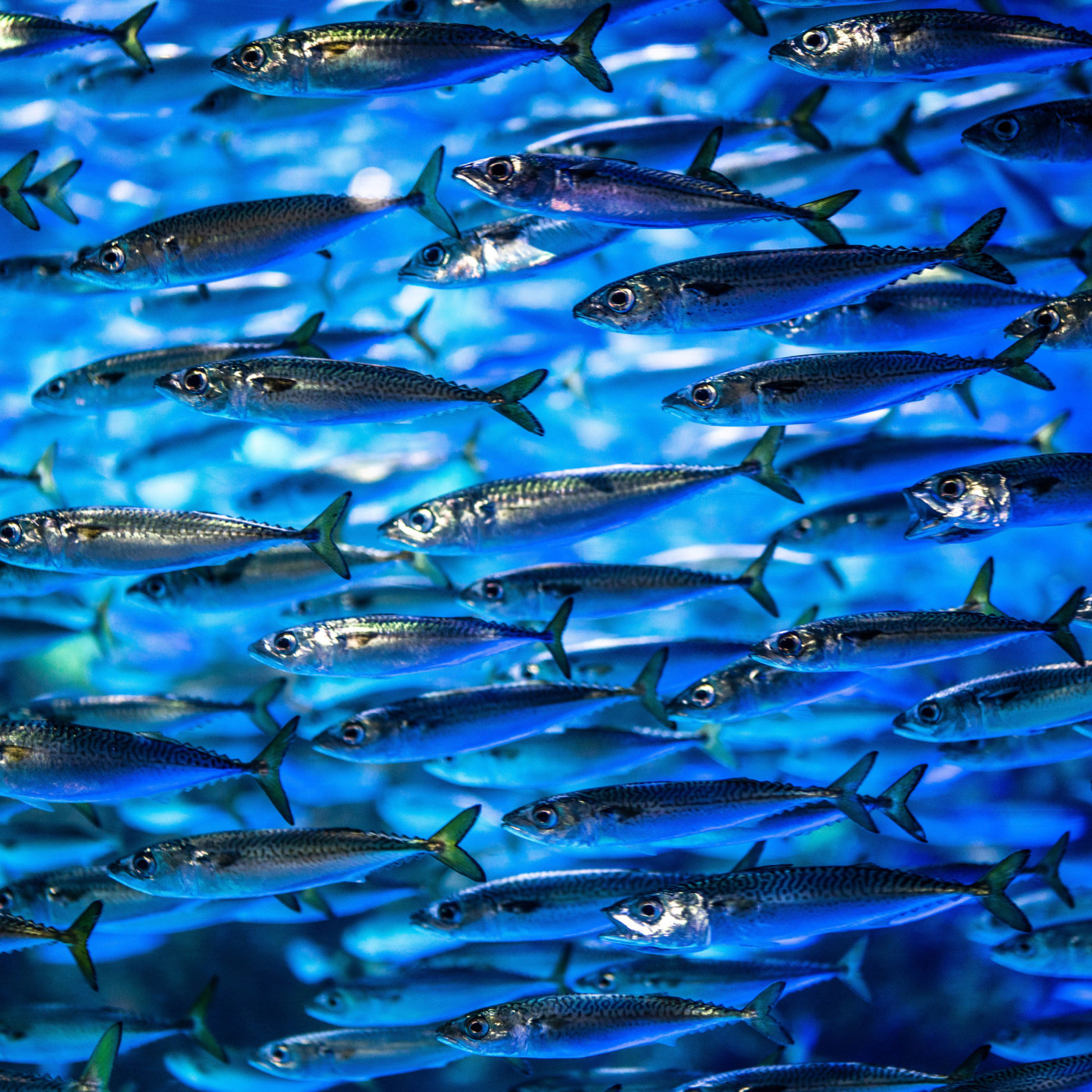 Fish swimming in one direction