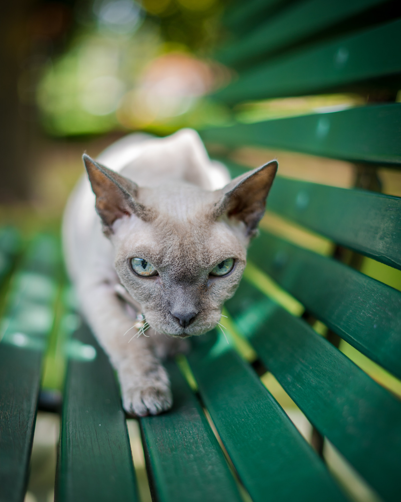 Cat On Bench