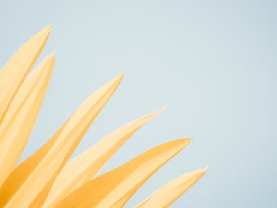 Minimalist Aesthetic Art
