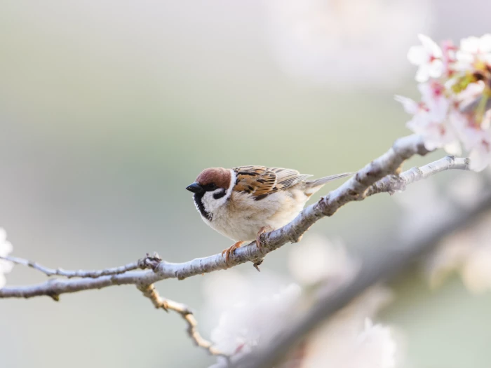 The Little Sparrow and The Little Flower