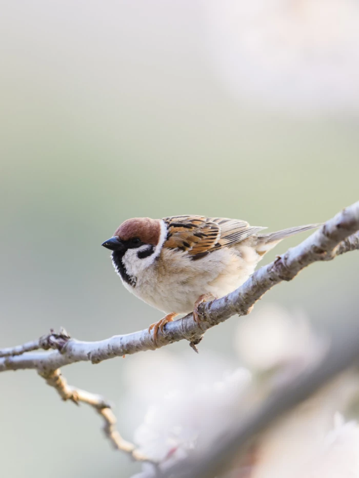 Sparrow on Cherry Blossom