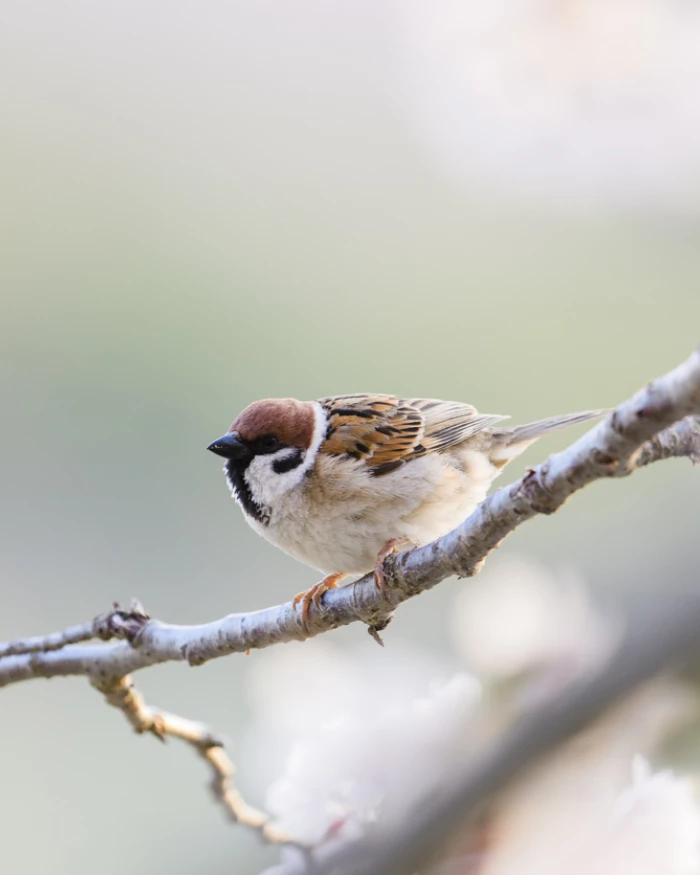 The Little Sparrow and The Little Flower