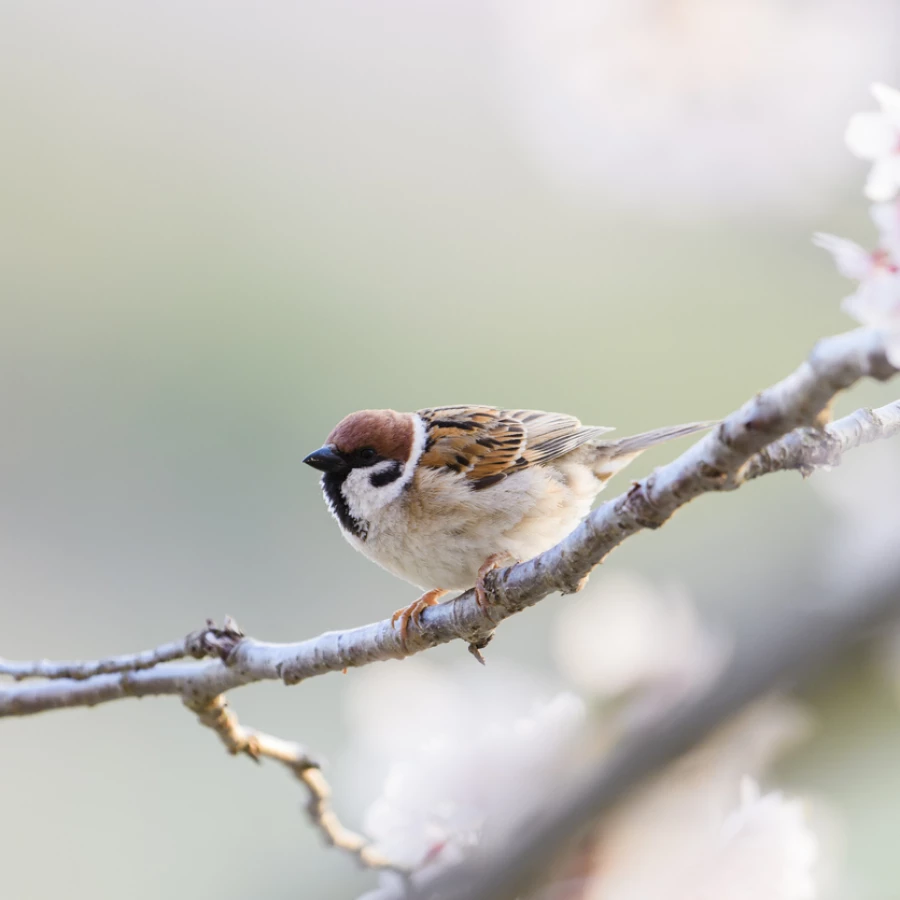 Sparrow on Cherry Blossom