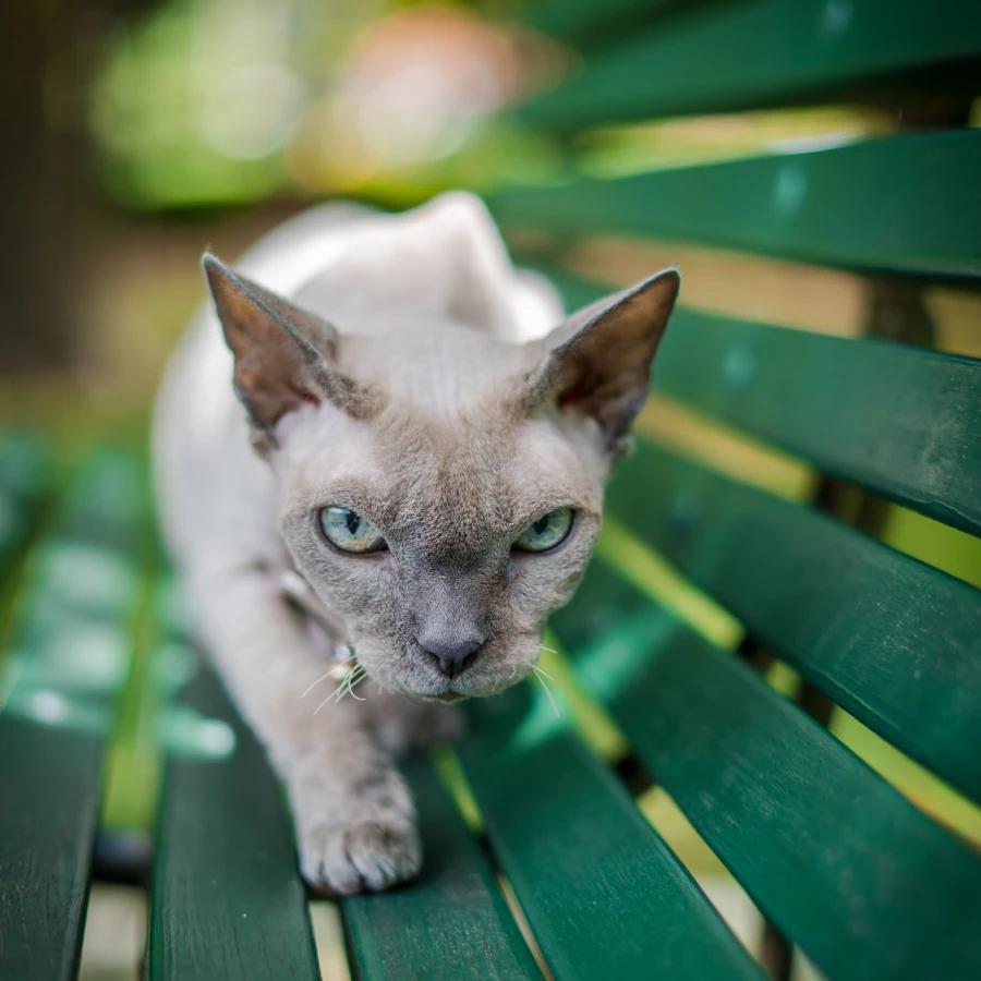 Cat On Bench