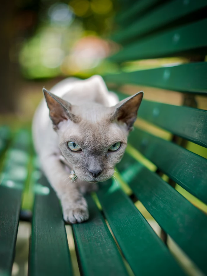 Cat On Bench